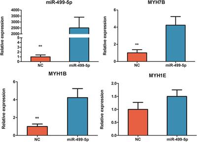 Transcriptome sequencing analysis of the role of miR-499-5p and SOX6 in chicken skeletal myofiber specification